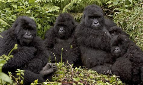 Gorilla Families In Rwanda | Volcanoes National Park Rwanda | Rwanda gorilla groups