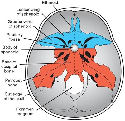 Development of Skull - DEVELOPMENT OF HUMAN SKELETAL SYSTEM