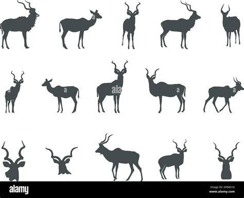 Kudu Silhouette, Kudu Horn Silhouette, Antlers Silhouette, Kudu Head, Kudu SVG , Kudu Head ...