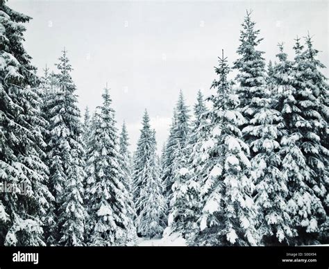 Pine trees covered by snow Stock Photo - Alamy