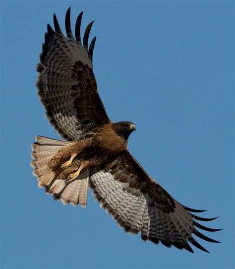 Red-tailed Hawk | San Diego Bird Spot