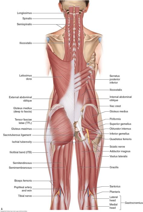 What is hamstring strain and what are its causes? | Muscle anatomy, Hip muscles anatomy, Lower ...