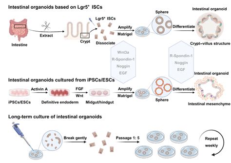 Culture system of 3D intestinal organoids. (a) Intestinal organoids ...