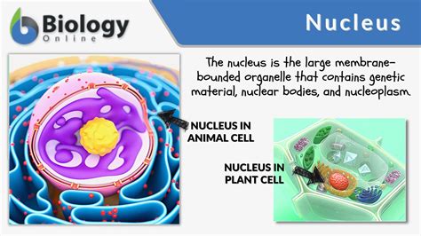 Nucleus - Definition and Examples - Biology Online Dictionary