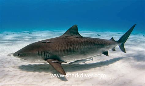 tiger shark Archives - SharkDiver