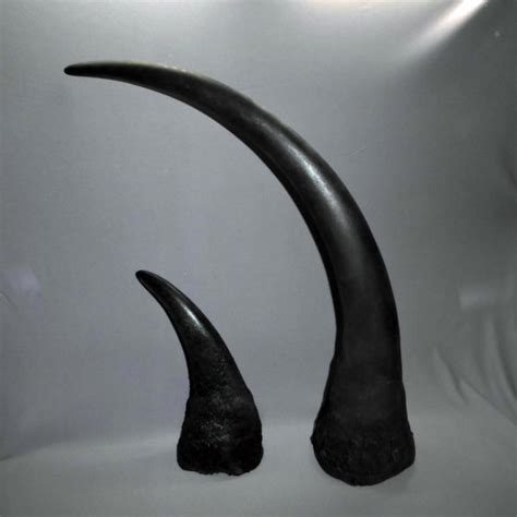 Black Rhinoceros Male Horns - SkeletonsAndSkullsSuperstore