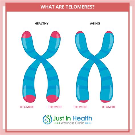 Telomeres: How to Have Younger DNA