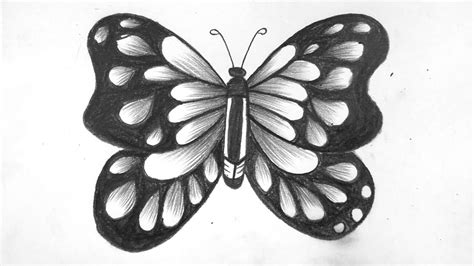 Butterfly Pencil Drawing