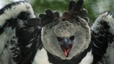 Curiosity Is Killing Harpy Eagles in Central and South America - EcoWatch