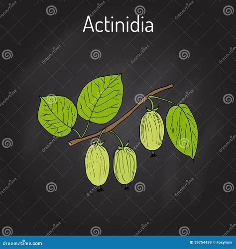 Actinidia Kolomikta - Medicinal Plant Vector Illustration | CartoonDealer.com #88780232