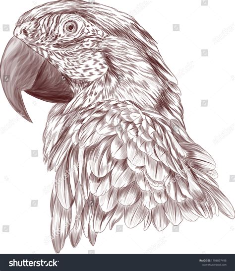 bocetos loro de ave negra y: vector de stock (libre de regalías) 1798897498 | Shutterstock