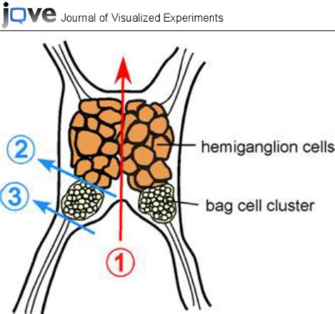 Schematic of Aplysia californica abdominal ganglion. Color lines... | Download Scientific Diagram