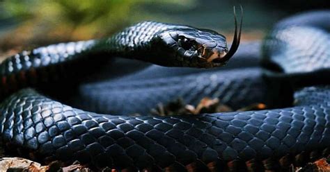 Top 10 Most Venomous Snakes on the Planet