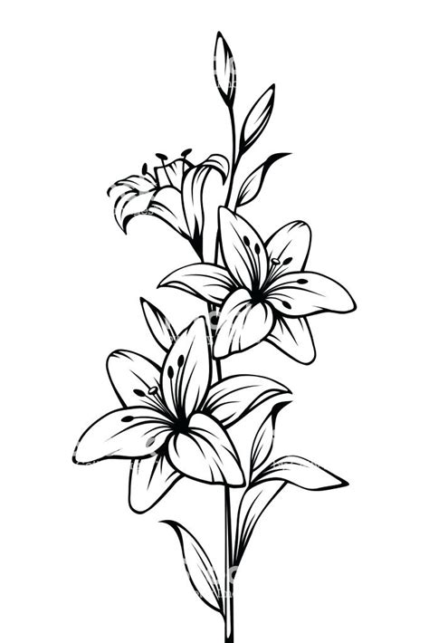 Calla Lily Drawing Outline | Free download on ClipArtMag