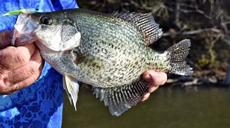 Small Crappie