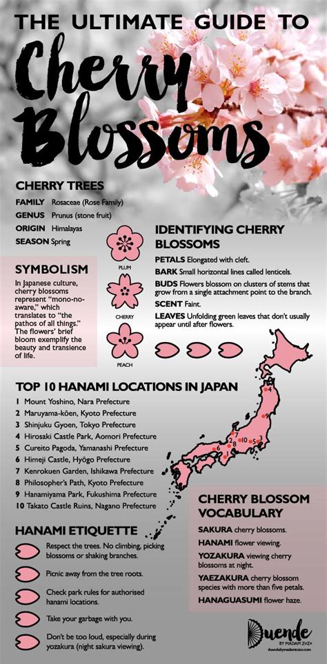 Cherry Blossoms Meaning & Symbolism - The Ultimate Guide | Cherry blossom japan, Cherry blossom ...