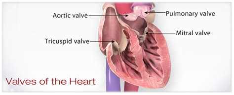 Roles of Your Four Heart Valves | American Heart Association