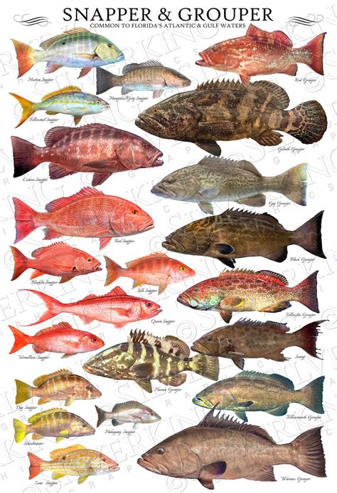 24 X 36 Snapper & Grouper Species ID Poster, Fish ID Chart, Snapper ...