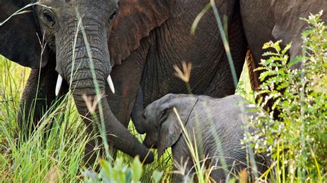 Elephant Herd Has ‘Taken Everyone by Surprise’ in Virunga Park