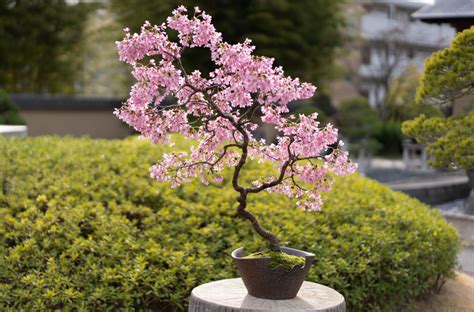 Top 8: Cherry blossom Bonsai (Sakura)