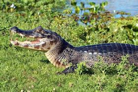 The Wildlife: Caiman Facts-Info and New Photos