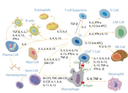 Cytokines | U-CyTech