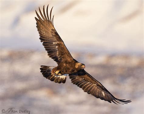 Golden Eagle Banking In Flight In Warm Light – Feathered Photography