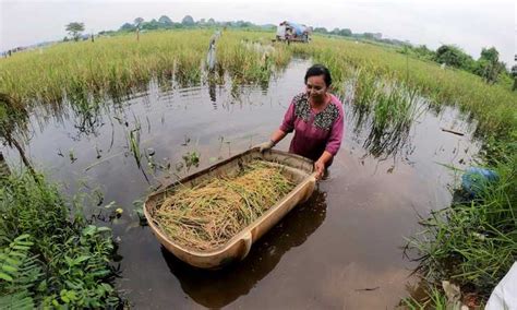 Pertanian Lahan Kering Jadi Tumpuan Masa Depan Indonesia