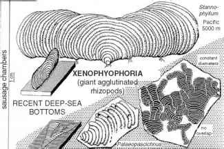 Xenophyophores Size