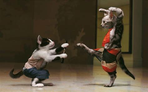 wallpaper: Funny Cats Fight Wallpaper