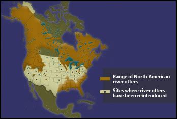 The Life of North American River Otters