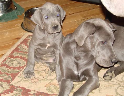 Great Dane Puppies For Adoption Near Me