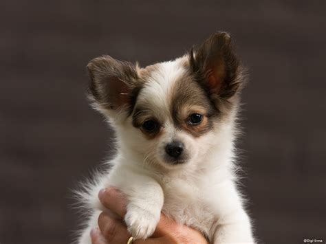 Toy Chihuahua Puppies | Toy Puppies