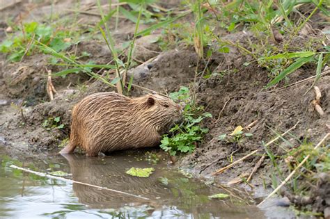 Nutria In The Wildyoung Nutria In The Water Eat Grassnutria Life In ...