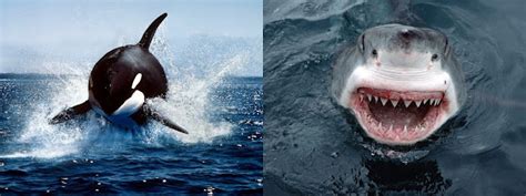 Insightfully Unorthodox: Killer Whale VS Shark...Fight!