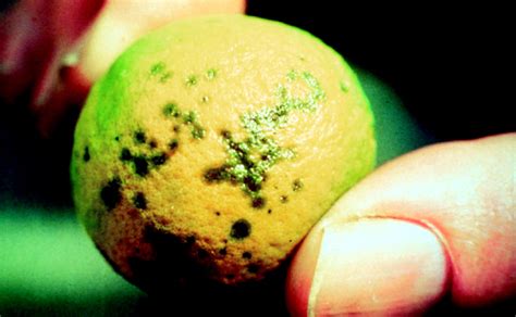 Citrus Diseases | Citrus Tree Diseases & Treatment | Citrus.com