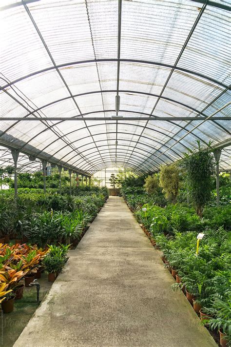 "Inside A Greenhouse With Beautiful Plants" by Stocksy Contributor "ACALU Studio" - Stocksy