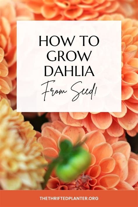 How to grow dahlia from seed – Artofit