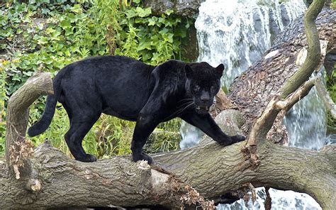 Panther cat, Black panther, Panther