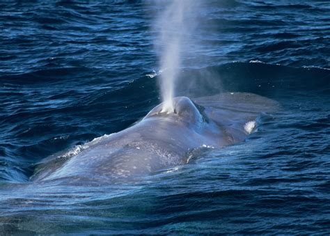 Clues from an endangered blue whale population – News