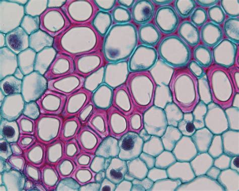 Phloem Tissue Under Microscope