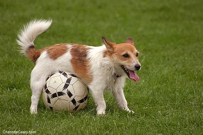 Dog Playing Soccer | Funny Photos 2012 | Funny-Cute Animals