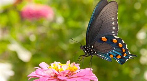 26 of The Best Perennial Garden Butterfly Plants: #19 is Gorgeous!