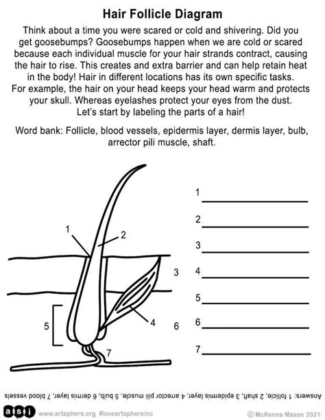 Hair Follicle Diagram Handout | Art Sphere Inc.