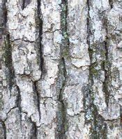 Tree Notes: White oak bark and leaves