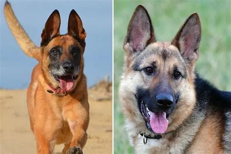 Belgian Malinois German Shepherd Mix: The German Malinois