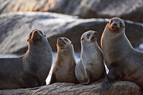 Seal Vs Sea Lion: What's the Difference? - American Oceans