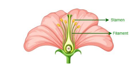 Androecium - Definition, Components, Structure, Functions - GeeksforGeeks