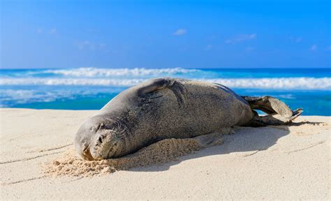 Hawaiian Monk Seal Facts: Habitat, Diet, Conservation, & More