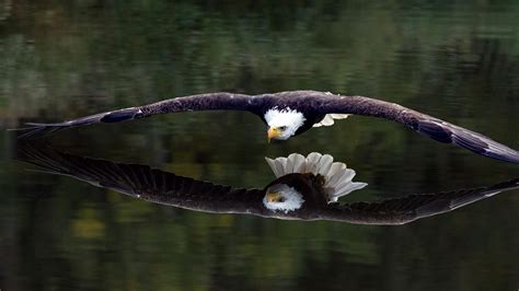 birds, Animals, Bird of prey, Bald eagle, Eagle HD Wallpapers / Desktop and Mobile Images & Photos